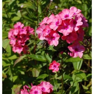 Rosa Flammenblume Windsor (Phlox paniculata) im Gartenbeet.