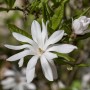Nahaufnahme einer weißen Sternmagnolie (Magnolia Stellata) mit grünen Blättern.