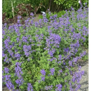 Blühende Katzenminze (Nepeta racemosa), eine Staude mit violetten Blüten.