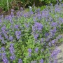 Blühende Katzenminze (Nepeta racemosa), eine Staude mit violetten Blüten.