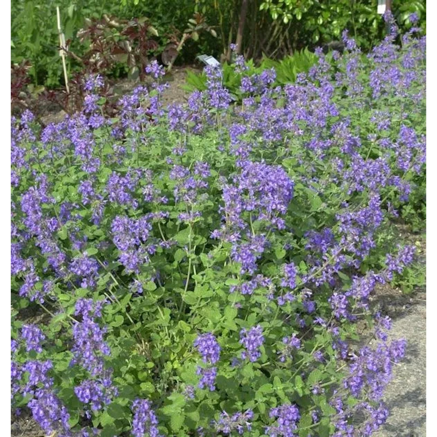 Katzenminze - Nepeta racemosa