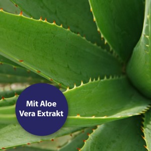 Aloe Vera Pflanze, Inhaltsstoff der Canosept Augenpflege-Pads für Hunde.
