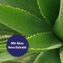 Aloe Vera Pflanze, Inhaltsstoff der Canosept Augenpflege-Pads für Hunde.