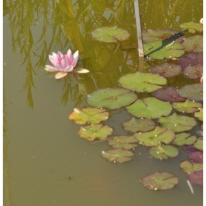 Rosa Seerose Fabiola (Nymphaea) mit grünen Blättern auf dem Wasser.