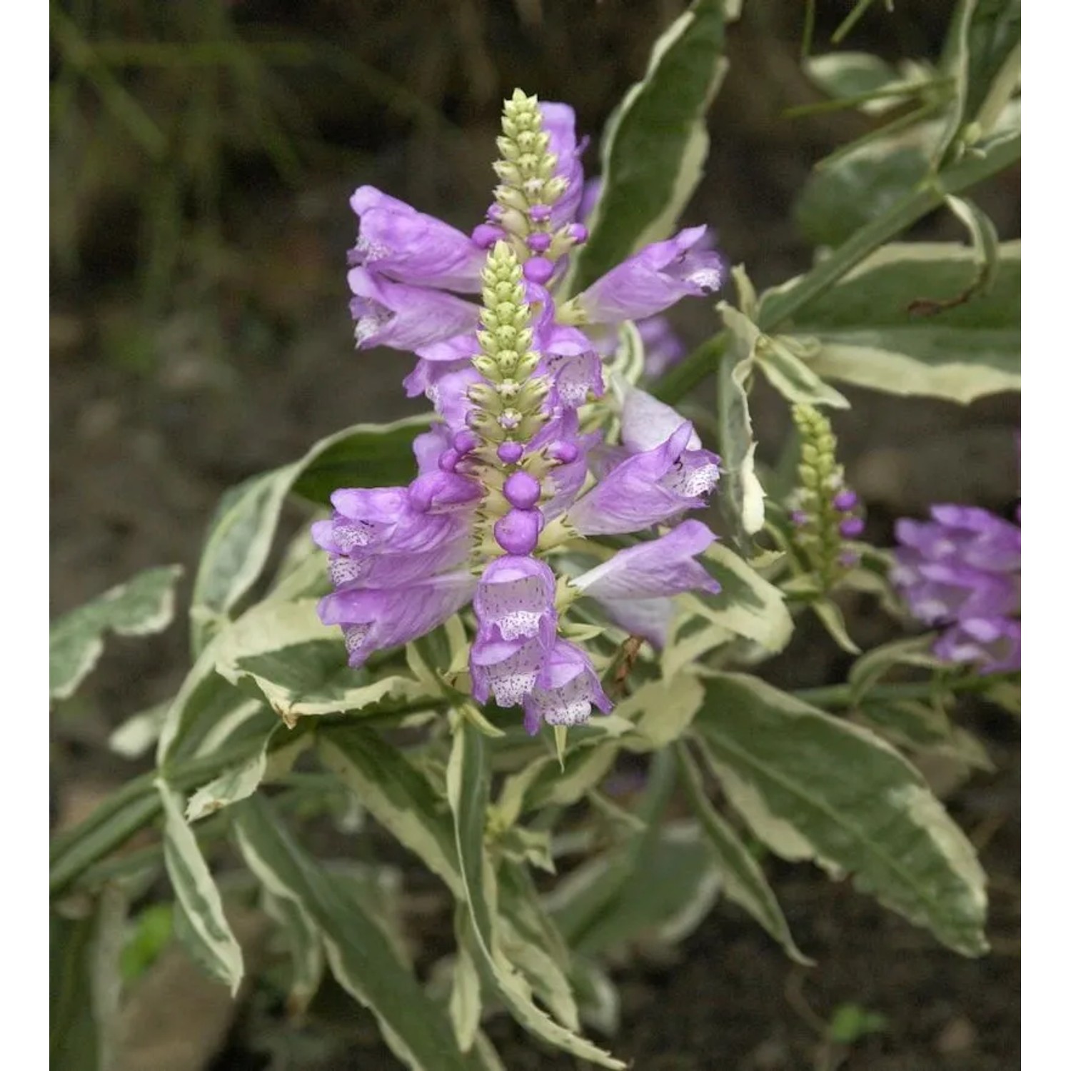 Gelenkblume Variegata - Physostegia virginiana