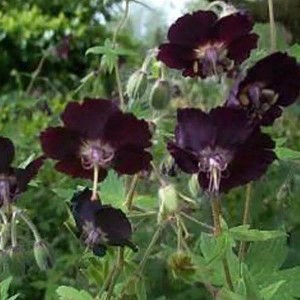 6 x Storchschnabel Geranium phaeum Topf 9cm Dunkelviolette Blüten