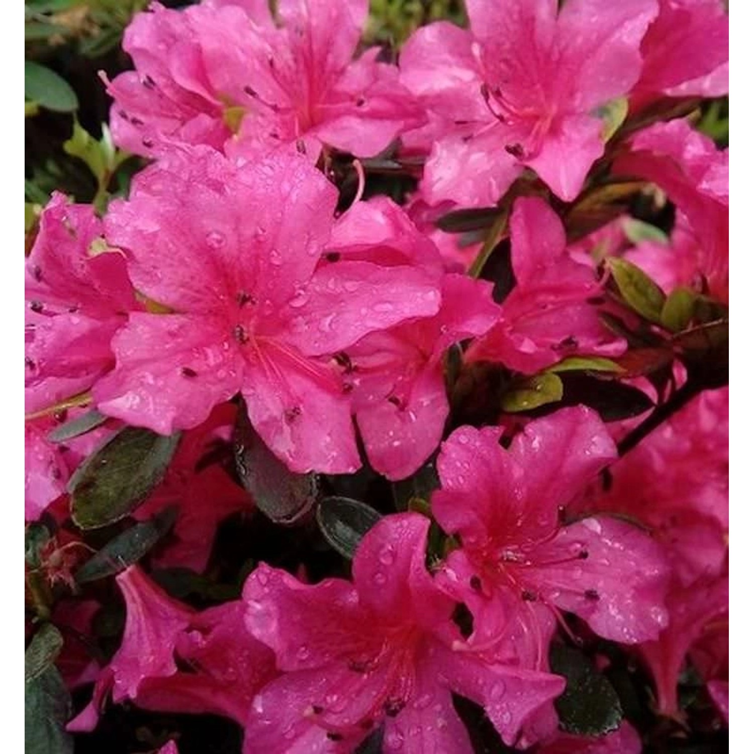 Kriechende Immergrüne Zwerg Azalee Purnululu 30-40cm - Rhododendron nakahar günstig online kaufen