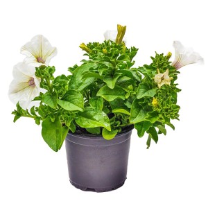 Beetpflanzen Sortenauswahl im Farbthema Weiß im Topf (ca. 12 cm Ø).