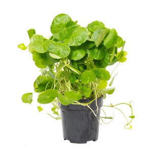 Stoffels Aquariumpflanze Hydrocotyle leucocephala XL im Topf, grüne Wasserpflanze für den Hintergrund.