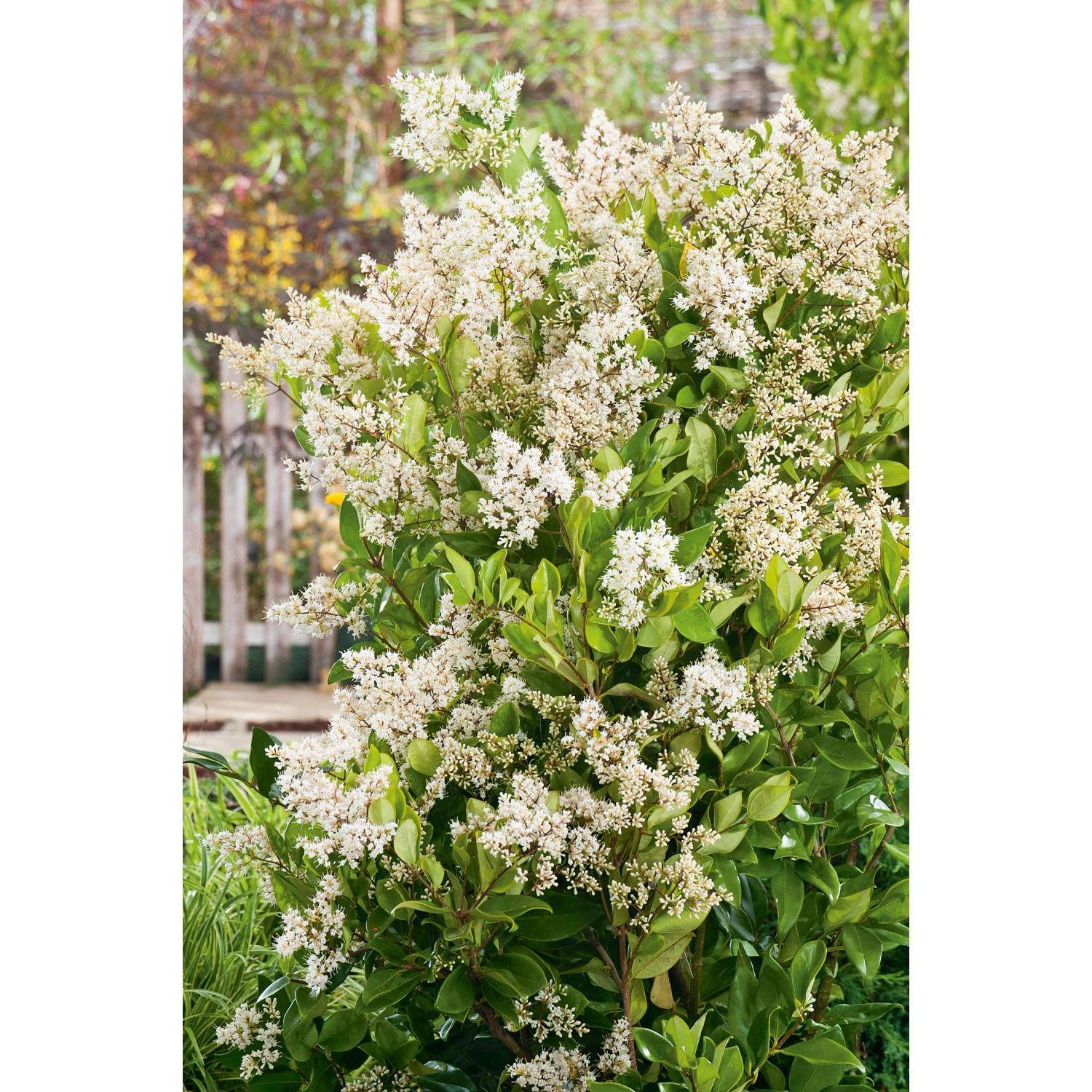 GROW by OBI Japanischer Liguster Texanum Höhe ca. 60-80 cm Topf ca. 10 l günstig online kaufen