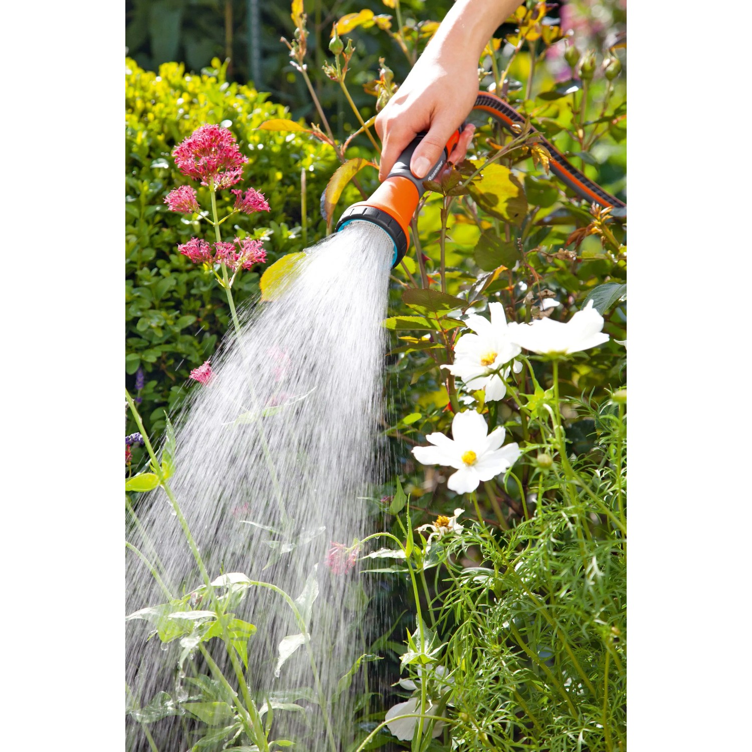Gardena Bewässerungsbrause in Aktion: Gießen von Pflanzen im Garten.