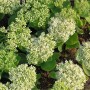 Nahaufnahme der weißen Blütenstände der Prächtigen Fetthenne 'Iceberg' (Sedum spectabile).