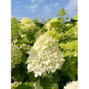 Nahaufnahme der Baumfink Rispenhortensie 'Limelight' mit cremeweißen Blütenständen im Garten.