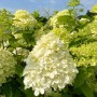 Nahaufnahme der Baumfink Rispenhortensie 'Limelight' mit cremeweißen Blütenständen im Garten.