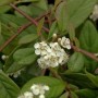 Nahaufnahme der weißen Blüten der Kriechmispel Herbstfeuer (Cotoneaster salicifolius).
