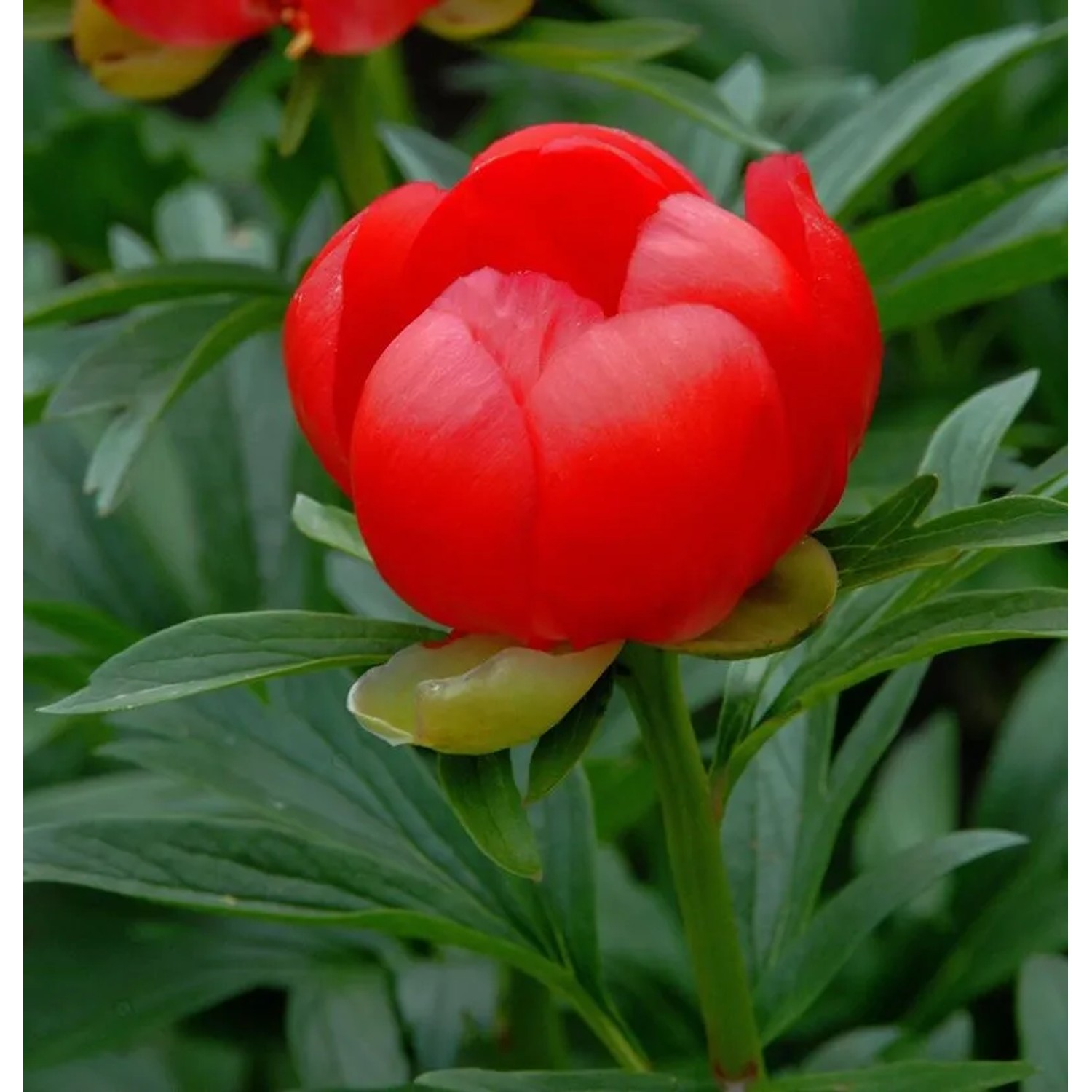 Balkan Pfingstrose Otto Froebel - Paeonia peregrina