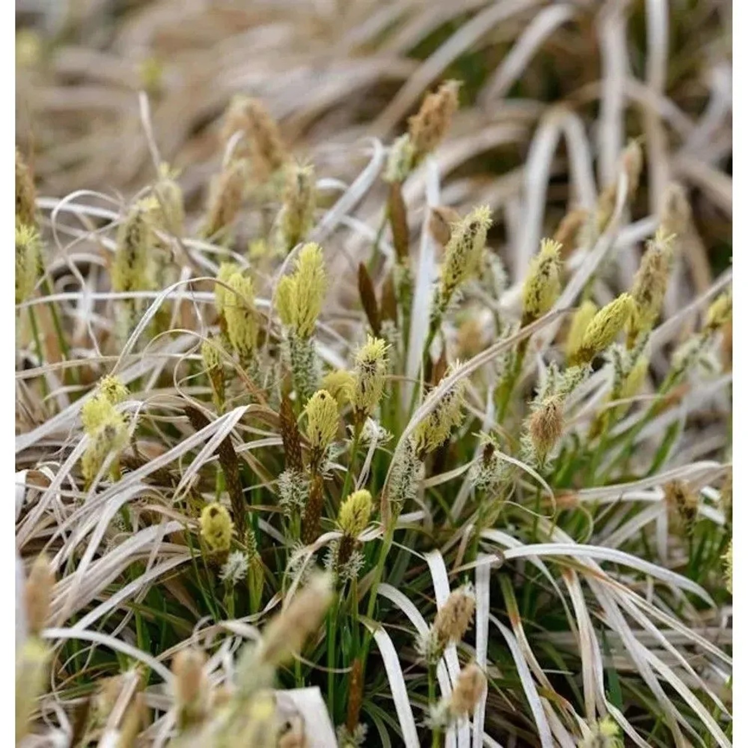 Frühlingssegge The Beatles - Carex caryophyllea