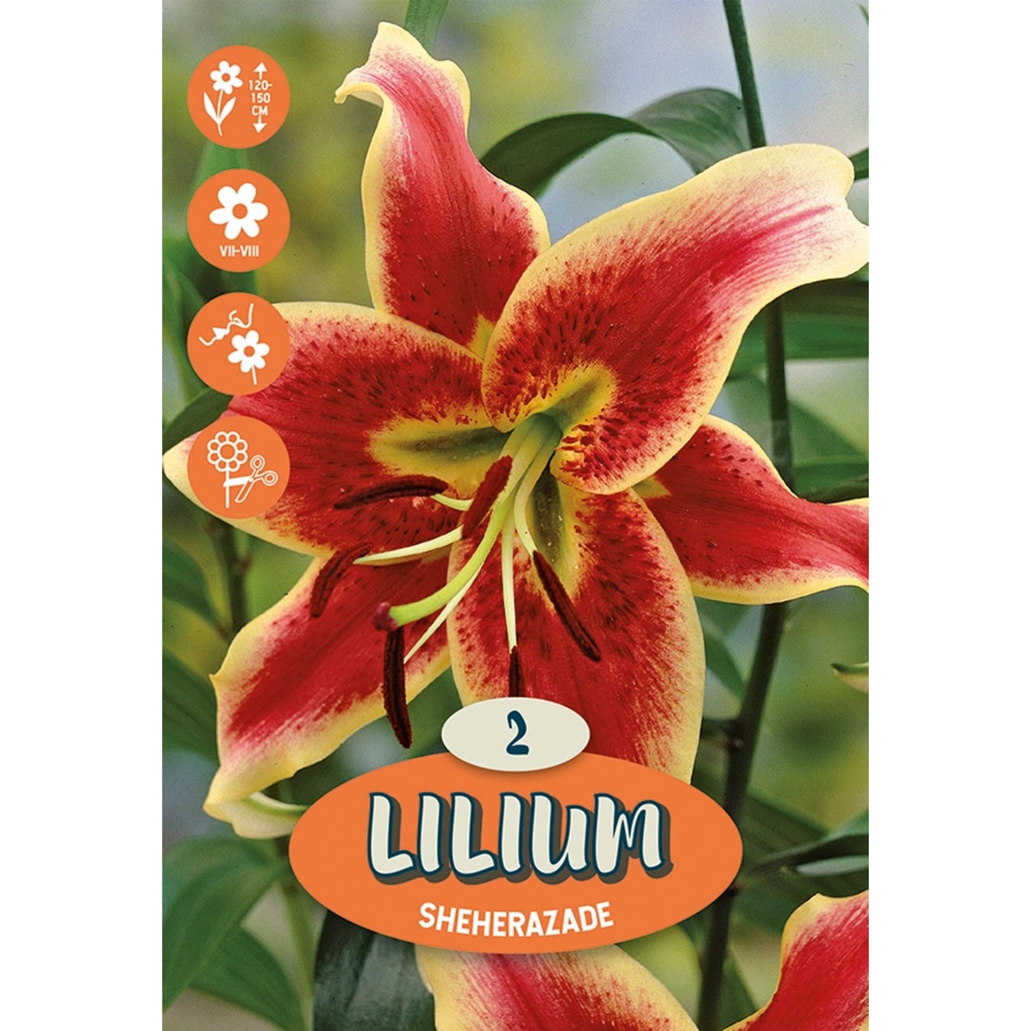 Lilien Sheherazade Rot-Gelb