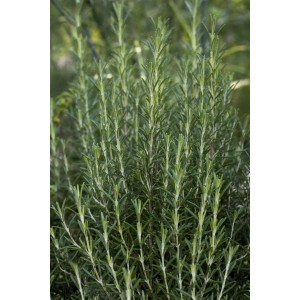 Winterharter Rosmarin 'Arp' (Rosmarinus officinalis) im 9x9 cm Topf.