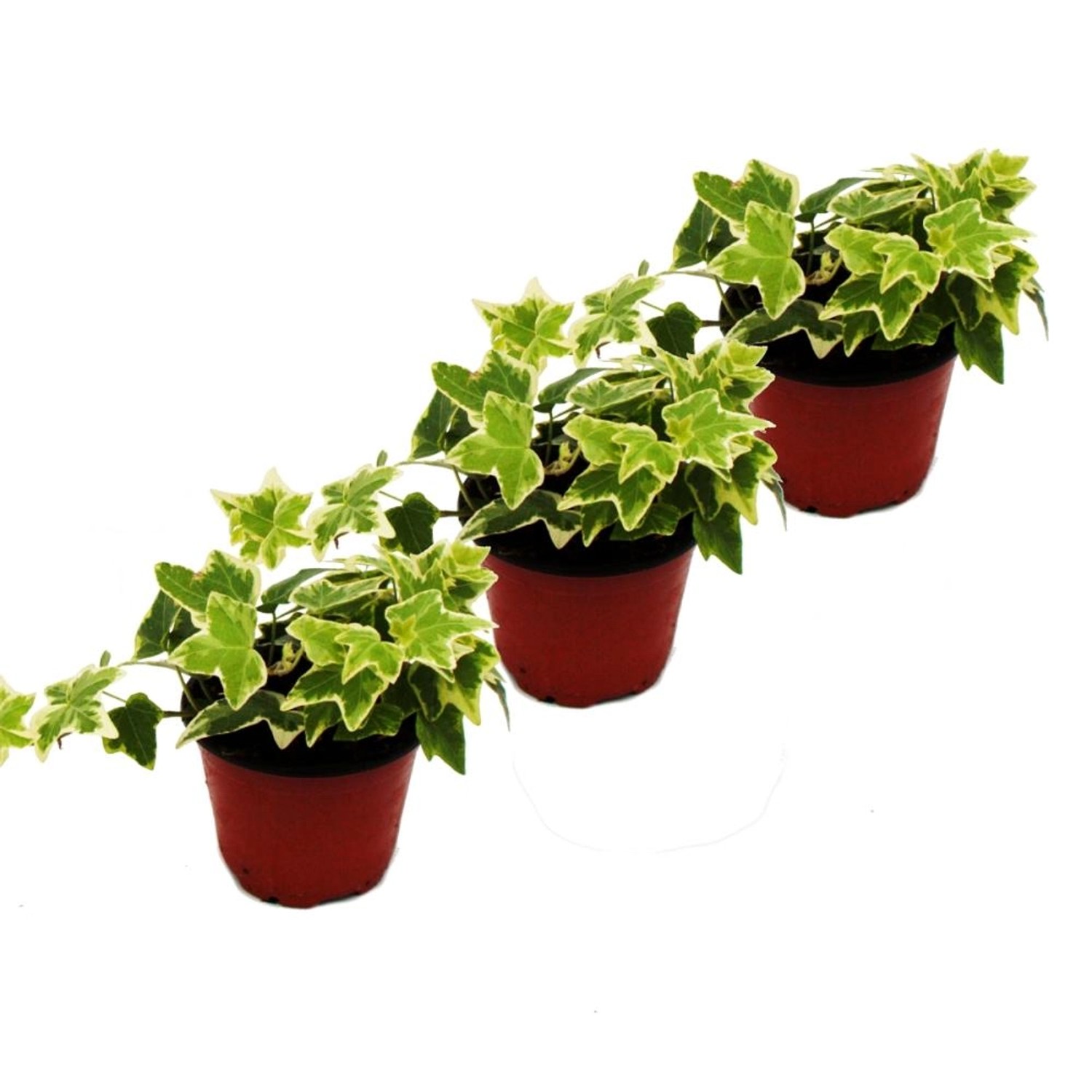 Exotenherz Hedera Helix 3er Set Efeu Weißbuntes Laub 9cm Topf kaufen
