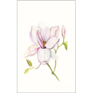 Wandbild: Aquarell-Magnolie in Weiß und Rosa, 50x70 cm. Dekorative Blüten für Ihr Zuhause.