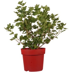 Stachelbeere "Solemio" Höhe ca. 30 cm Topf ca. 3,4 l Ribes uva-crispa