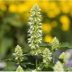 Mexikonessel Alba (Agastache rugosa): Staude mit weißen Blütenständen im Detail.