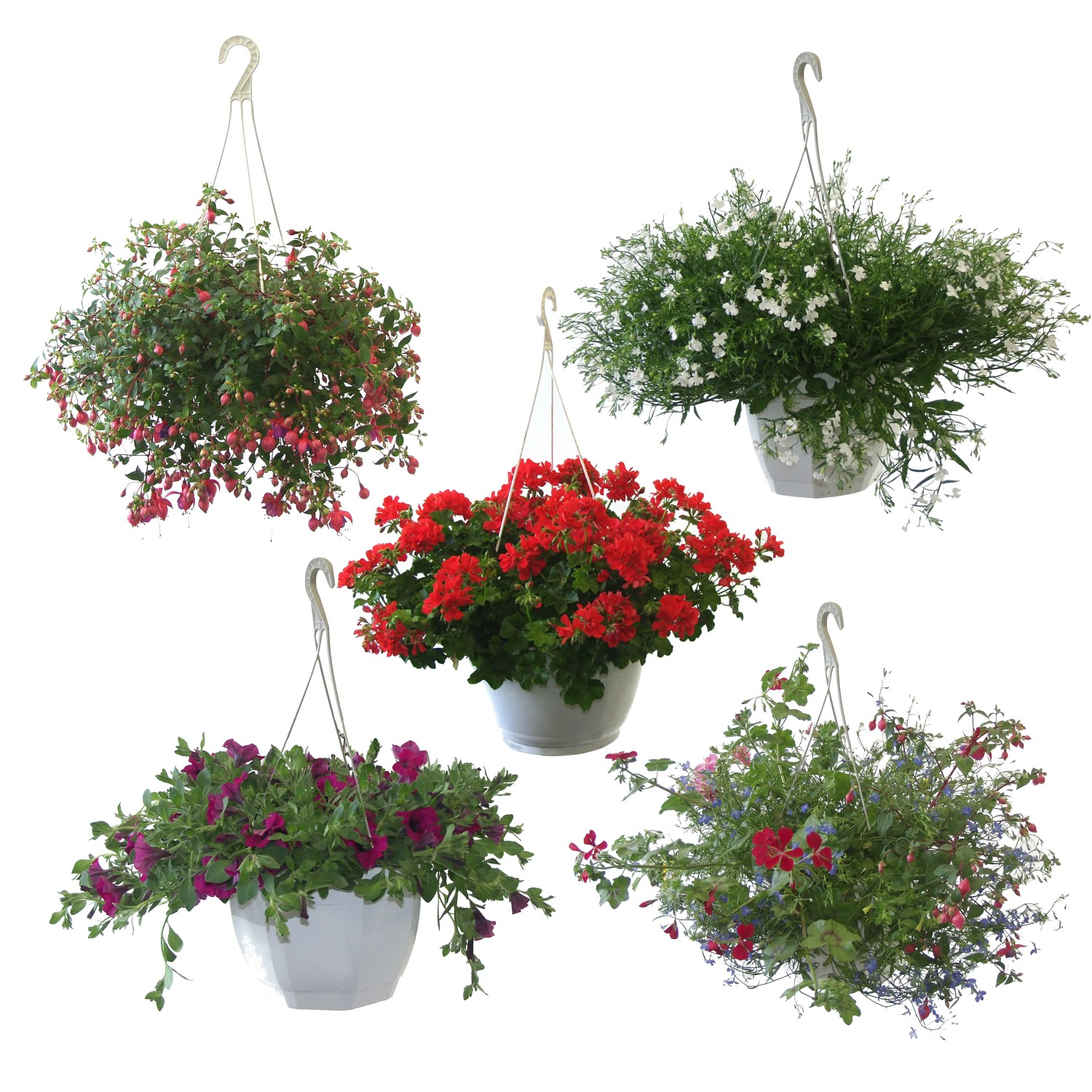 OBI Pflanzenampel Topf Ø 25 cm Balkonblumenmix kaufen bei OBI