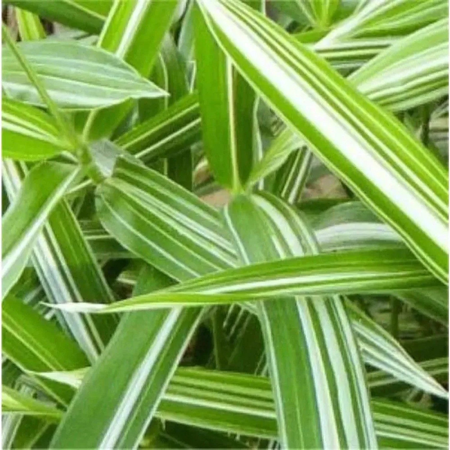 Zweifarbiger Zwergbambus - Pleioblastus variegatus