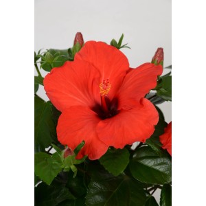 Roter Roseneibisch HibisQs im Topf, Hibiscus Rosa-Sinensis mit grünen Blättern und Blütenknospen.