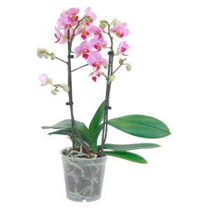 Rosa Schmetterlingsorchidee (Phalaenopsis) mit vielen Blüten im Topf.
