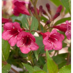 Weigelie Bristol Ruby 30-40cm - Weigela