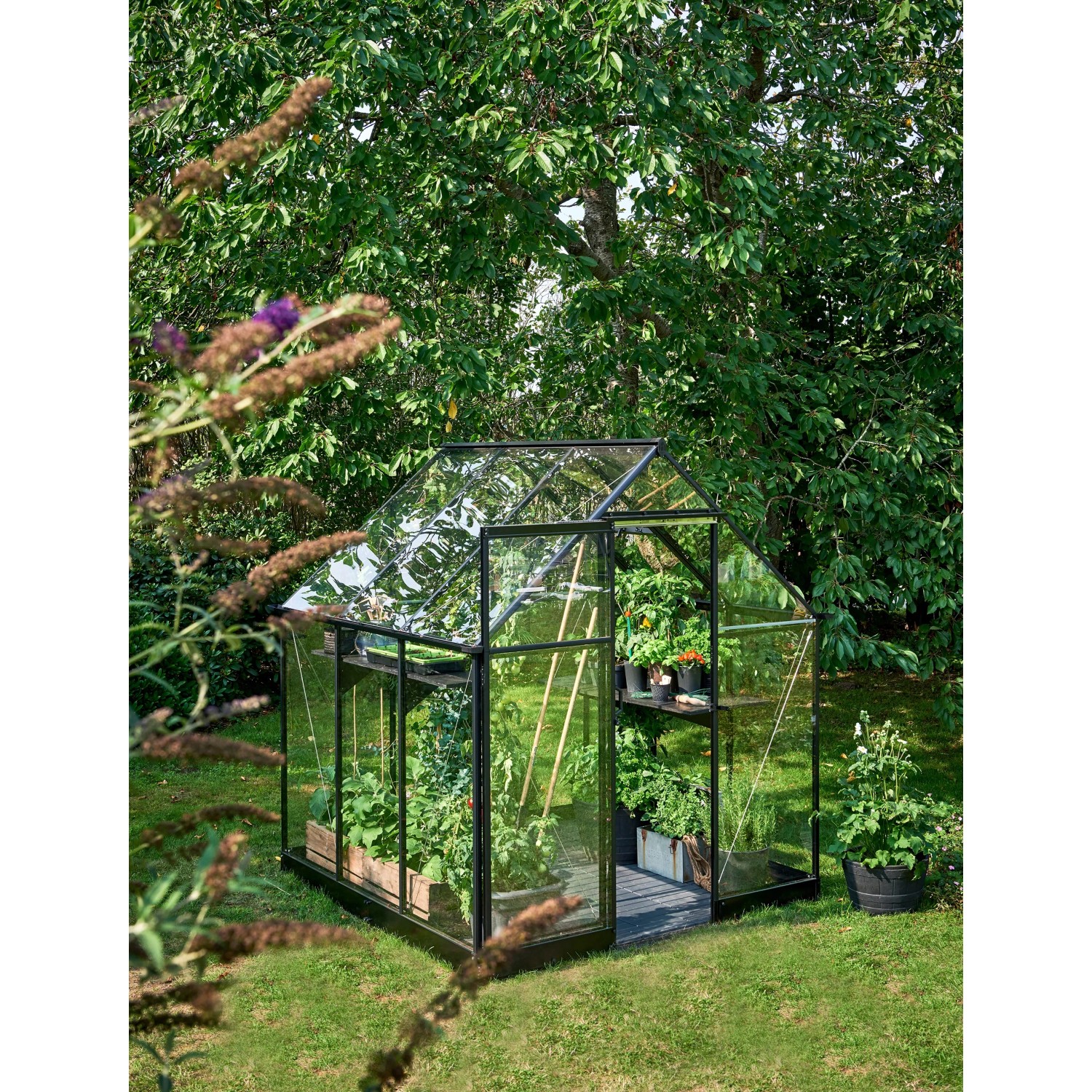 Schwarzes Halls Gewächshaus Qube 66 mit Pflanzen im Garten. Das Gewächshaus hat eine Glastür und Fenster.