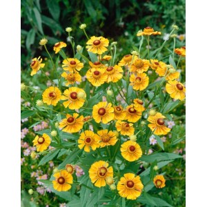 Sonnenbraut 'Goldrausch' im Topf, leuchtend gelbe Blüten mit brauner Mitte, Blühende Zimmerpflanze.