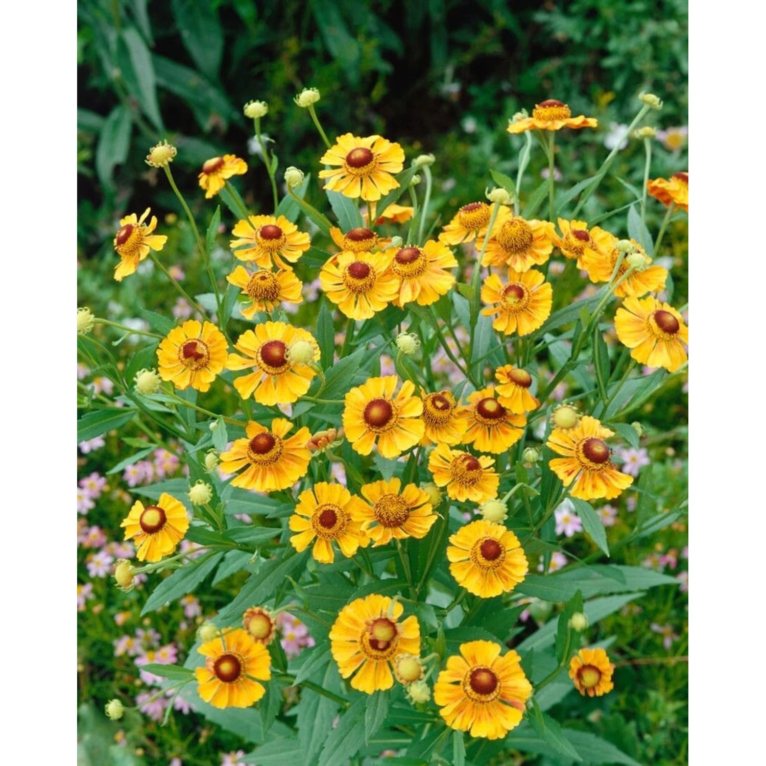 Helenium X Cult.'Goldrausch' Sonnenbraut Ca. 11x11 cm Topf günstig online kaufen