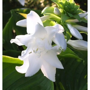 Nahaufnahme einer weißen Grünblattfunkie Aphrodite (Hosta plantaginea) Blüte.