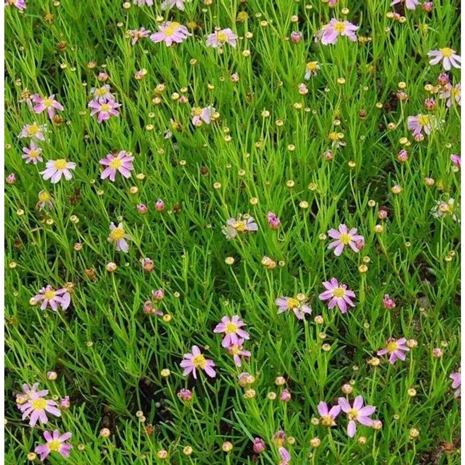 Rosablühendes Schönauge American Dream - Coreopsis rosea