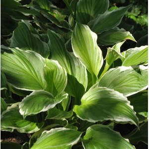 Schmalblattfunkie Albomarginata (Hosta undulata) mit grün-weißen Blättern.