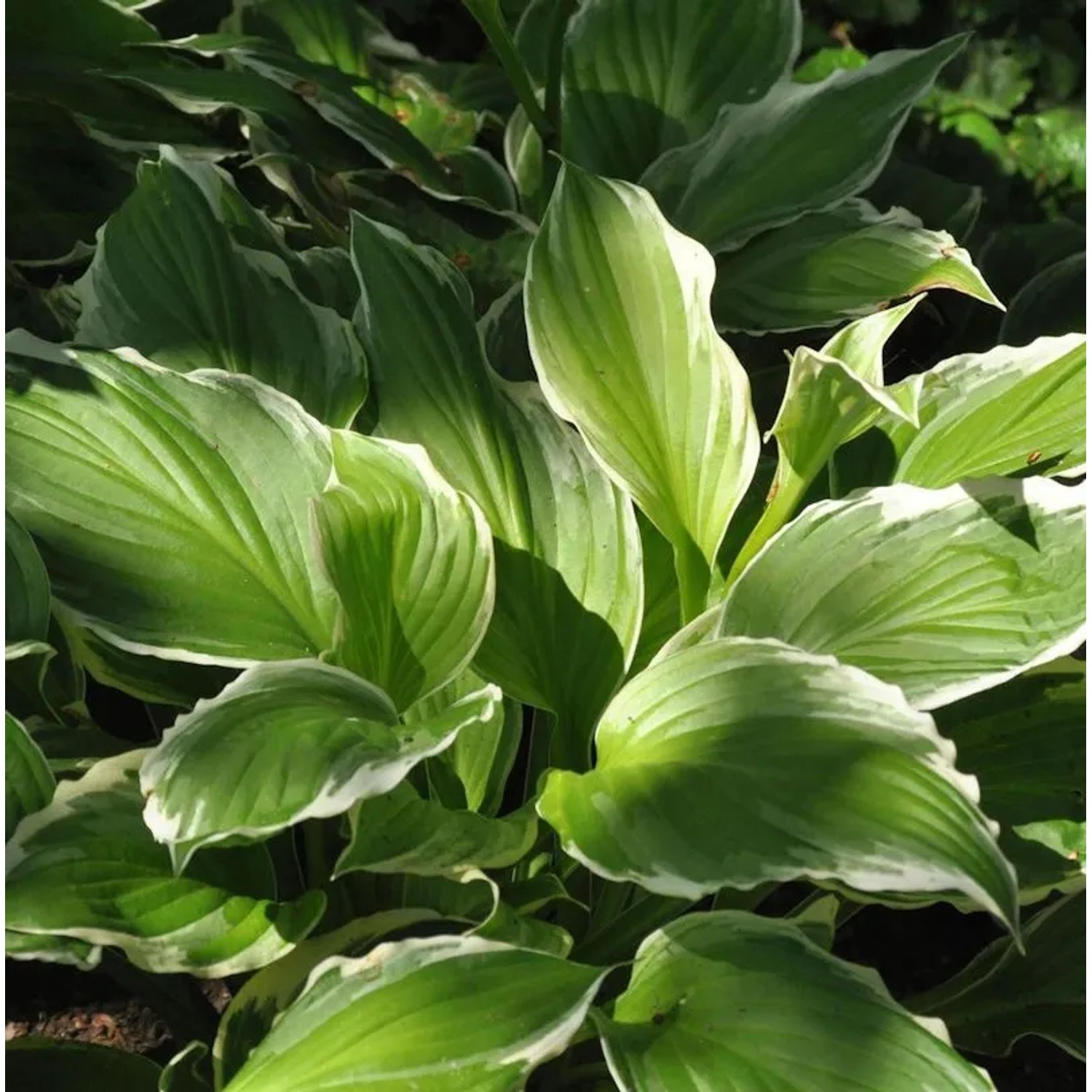 Schmalblattfunkie Albomarginata - Hosta undulata