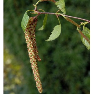 Nahaufnahme einer Sand-Birke (Betula pendula) mit Blättern und Blütenständen.
