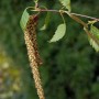 Nahaufnahme einer Sand-Birke (Betula pendula) mit Blättern und Blütenständen.