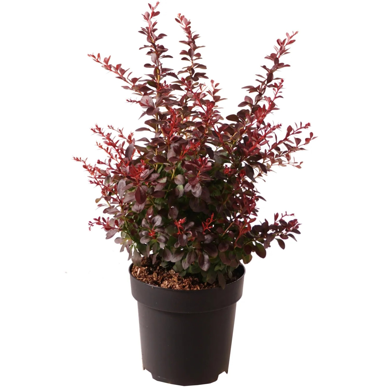 Thunberg-Berberitze "Atropurpurea Nana" Höhe ca. 20 cm Topf ca. 2,8 l Berberis