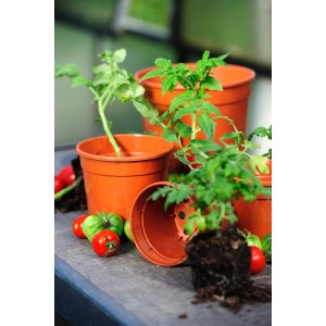 Florus Anzuchttopf, Ø 9 cm, Terrakotta, mit Jungpflanzen und Tomaten.