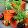 Florus Anzuchttopf, Ø 9 cm, Terrakotta, mit Jungpflanzen und Tomaten.