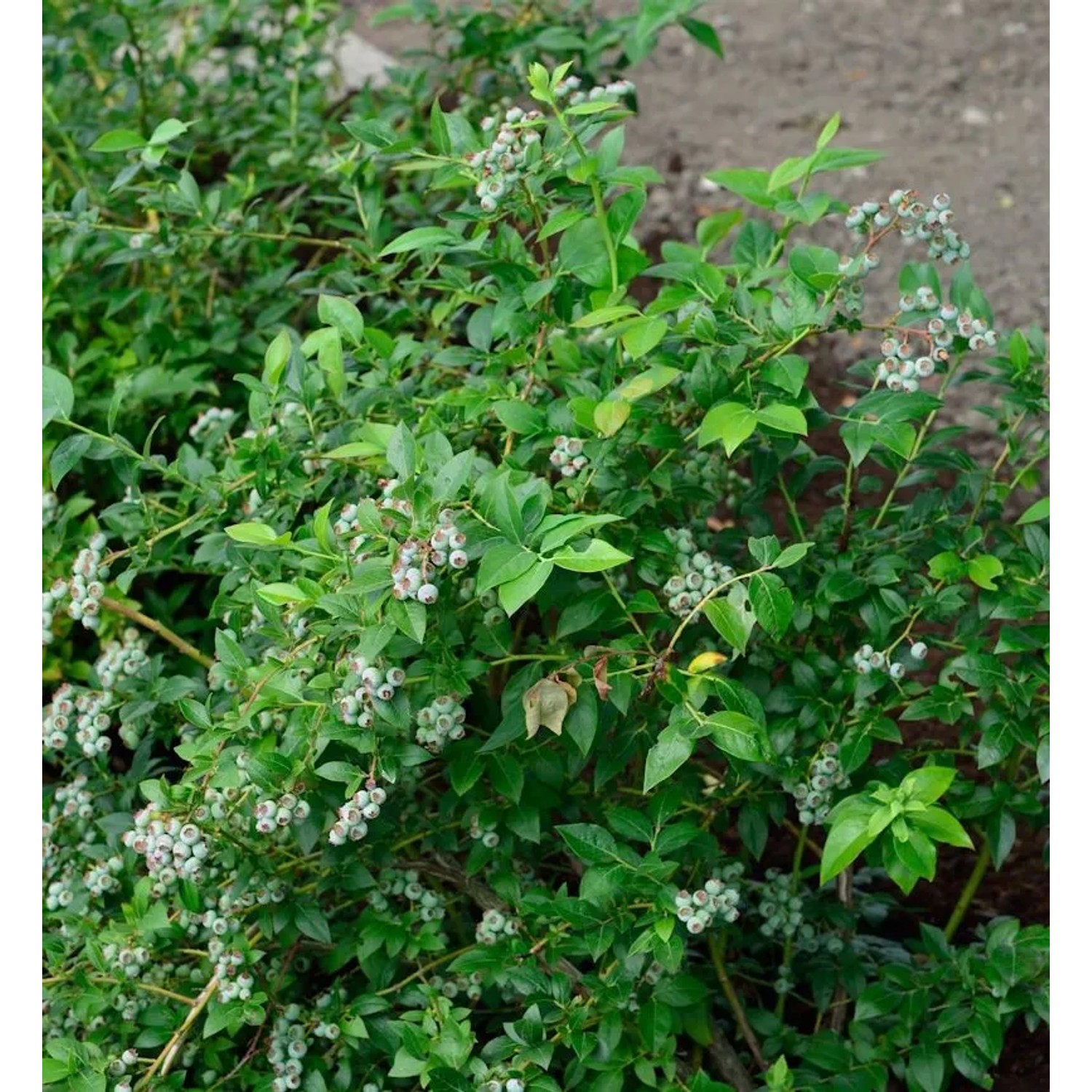 Heidelbeere Darrow 40-60cm - Vaccinium corymbosum