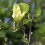 Nahaufnahme einer gelben Magnolie Yellow Joy Blüte am Strauch.