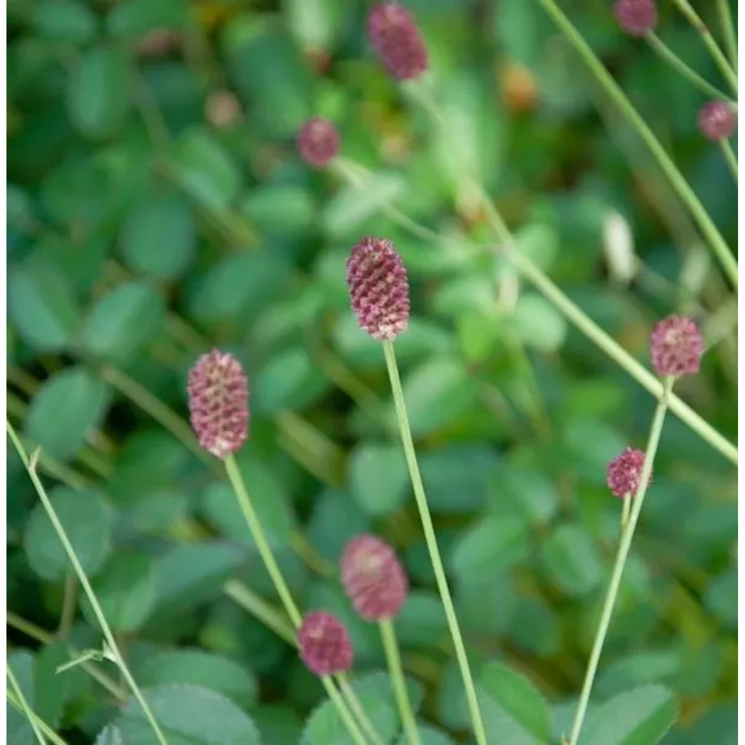 Wiesenknopf Tanna - Sanguisorba officinalis