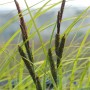 Carex Acuta Sumpf-Segge im 9x9 cm Topf mit grünen Blättern und braunen Blütenständen.