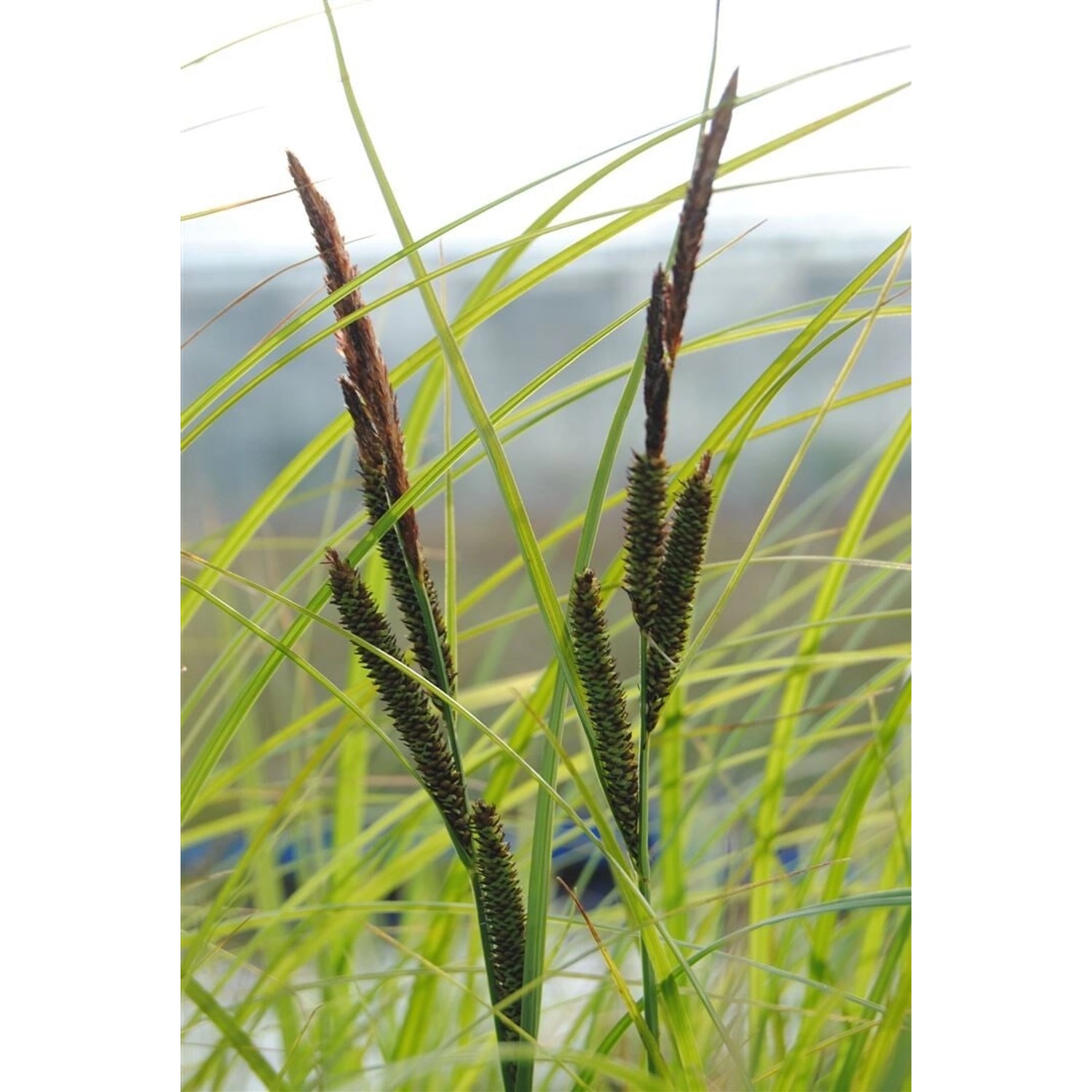 Carex Acuta Sumpf-Segge Ca. 9x9 cm Topf günstig online kaufen