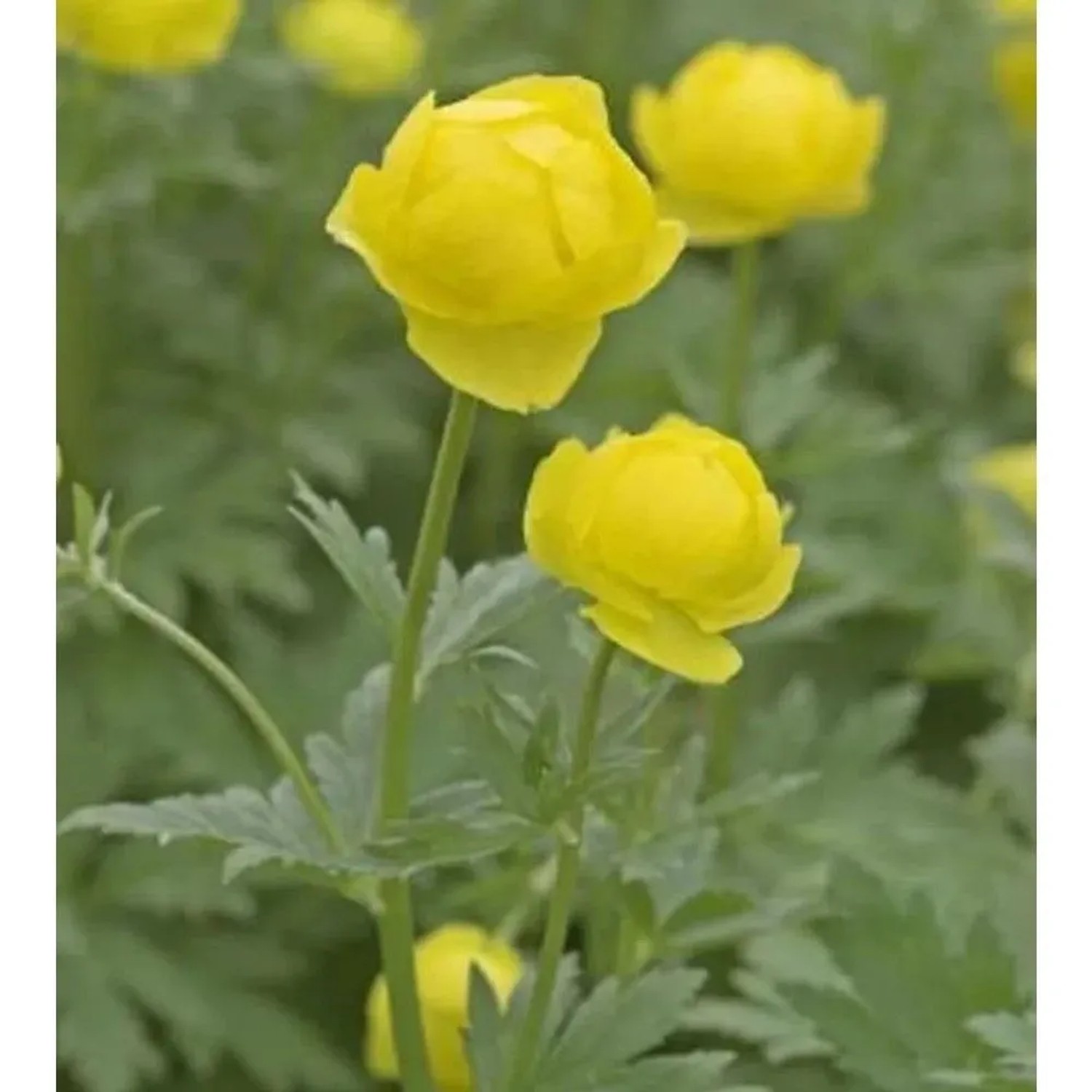 Trollblume Lemon Queen - Trollius europaeus